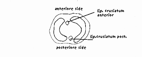 discus triangularis skade ved håndleddet